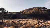Pulau ini berisikan padang savana dan jadi habitat rusa (Indah Novita Sari/detikTravel)