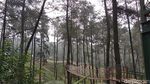 Foto: Ratusan Jenis Anggrek Cantik Asli Indonesia Ada di Hutan Ini
