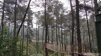 Yang lebih unik lagi, ada jembatan gantung Wood Bridge yang banyak didatangi pengunjung untuk jalan-jalan sambil menikmati sejuknya alam. Ada juga yang foto-foto di sini. (Dony/detikTravel)