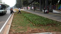 Seorang warga nekat menerobos taman untuk masuk ke trotoar.