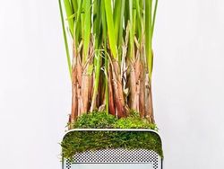 Keren! Pria Ini Ubah Komputer Apple Bekas Jadi Pot Tanaman