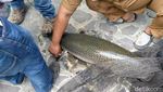 Ini Ikan Aligator yang Disita dari Pehobi di Pangandaran