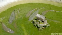 Setelah berhasil dikumpulkan hasil penyerahan dari masyarakat, rencananya puluhan ikan aligator yang buas ini akan segera dimusnahkan pada Sabtu ini.