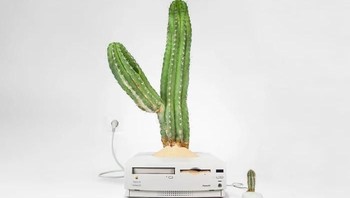 Foto: monsieurplant