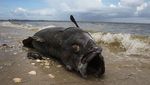 Gelombang Alga Merah Ancam Kehidupan Laut di Pantai Florida