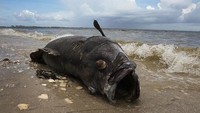 Fenomena alga merah atau red tide ini umumnya terjadi antara bulan Agustus hingga Februari di pantai dengan perairan hangat. Joe Raedle/Getty Images.