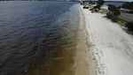 Gelombang Alga Merah Ancam Kehidupan Laut di Pantai Florida