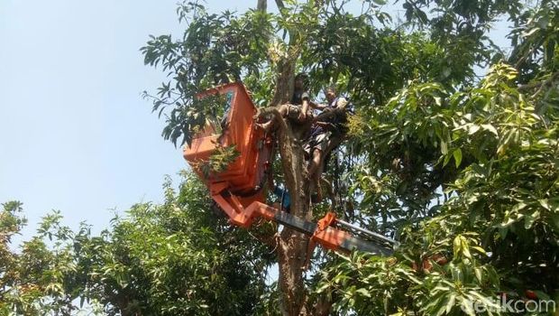 Pria Ini Pingsan di Atas Pohon, Warga Sampai Panggil Mobil Skylift