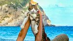 Lucu! Kisah Pebisnis yang Traveling Bareng Dua Kucingnya