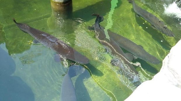 Mau Dibawa Kemana Nasib Ikan-ikan Arapaima Milik Masudin?