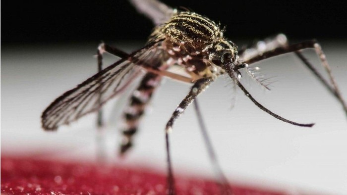 Nyamuk Aedes aegypti penyebar DBD. Foto: BBC Magazine Nyamuk Aedes aegypti penyebar DBD. Foto: BBC Magazine