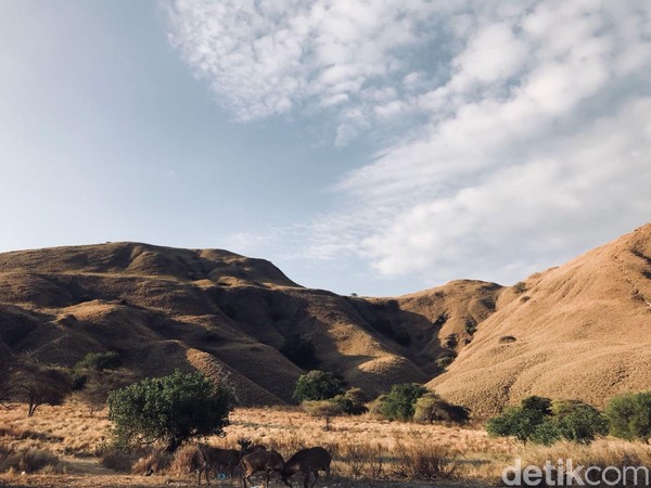 detikTravel baru-baru ini mengunjungi Gili Lawa. Berada di bagian utara dari Pulau Komodo, Gili Lawa adalah pulau yang cantik (Indah Novita Sari/detikTravel) (Indah Novita Sari/detikTravel) detikTravel baru-baru ini mengunjungi Gili Lawa. Berada di bagian utara dari Pulau Komodo, Gili Lawa adalah pulau yang cantik (Indah Novita Sari/detikTravel) (Indah Novita Sari/detikTravel)