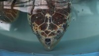 Ironisnya fenomena alga merah ini juga menjadi ancaman bagi kelangsungan hidup penyu laut yang semakin langka saat ini. Puluhan penyu laut diketahui terdampar di Pantai Florida Barat, Amerika Serikat, beberapa diantaranya mati dan yang lainnya sekarat. Joe Raedle/Getty Images.