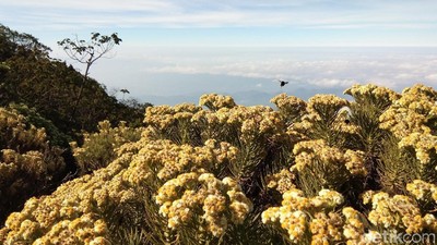 Bunga Abadi di Puncak Gunung Ciremai Kemarau Ini