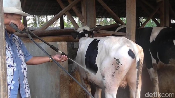 Tim Khusus Buru Hewan Kurban Berpenyakit di Garut