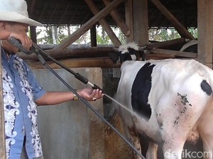 Tim Khusus Buru Hewan Kurban Berpenyakit di Garut