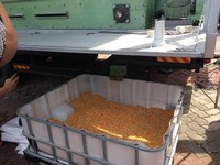 Izin Impor Terbit, 100.000 Ton Jagung Brasil dan Argentina Serbu RI