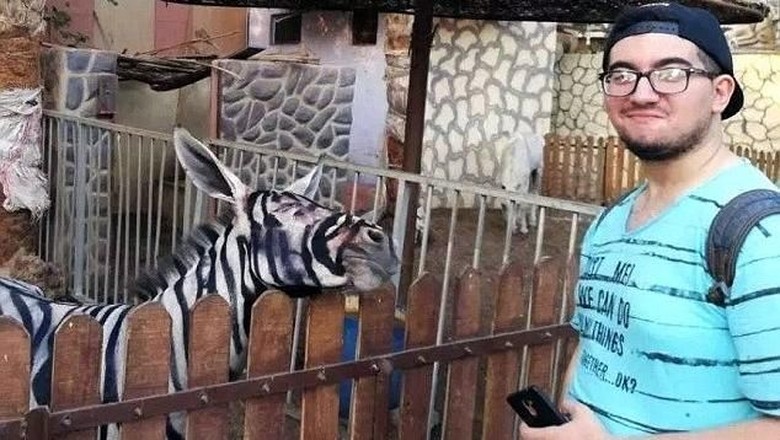Foto: Mahmoud berfoto bareng zebra yang ternyata keledai (dok. Mahmoud A Sahrani/Facebook) Foto: Mahmoud berfoto bareng zebra yang ternyata keledai (dok. Mahmoud A Sahrani/Facebook)
