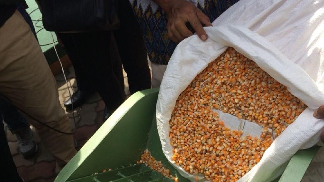 Ini Alasan RI Impor 100.000 Ton Jagung Tahun Ini