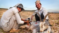 Mereka tinggal di gurun yang keras di Iran barat daya selama ratusan tahun. Setiap tahun mereka berkelana bersama kambing dan domba ternaknya dari padang rumput sebuah dataran tinggi utara Shiraz ke padang rumput lebih rendah di dekat Teluk Persia (Pascal Mannaerts/BBC Travel)