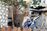 Zebra 'jadi-jadian' (dok. Mahmoud A Sahrani/Facebook)