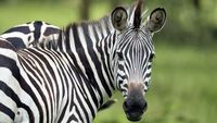Zebra yang asli (Thinkstock)