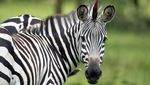 6 Fakta Menarik Zebra, Kuda Belang nan Eksotis