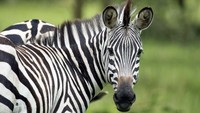 Walau mirip kuda, namun zebra tak sejinak kuda. Si belang ini sangat agresif dan susah ditaklukkan. (dok. Mahmoud A Sahrani/Facebook)