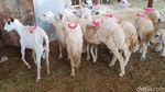 Potret Pasar Kakiyah Mekah, Tempat Berburu Kambing untuk Bayar Dam