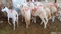 Soal harga, bervariatif tergantung bobot kambing. Untuk kambing berbobot berkisar 12,5 Kg, harganya di kisaran 300 real.   