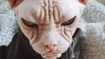 Ada yang mau punya kucing seperti ini? (Foto: Boredpanda)