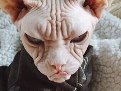 Jepretan Gemas Saat Hewan-hewan Marah