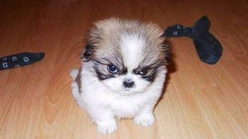 Si anak anjing yang jutek. (Foto: Boredpanda)