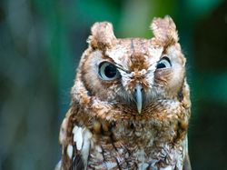 Jepretan Gemas Saat Hewan-hewan Marah