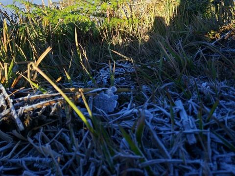 Daun-daun terselimuti putih embun beku seperti salju