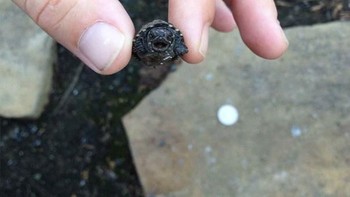 Gemas! anak penyu pun bisa marah lho. (Foto: Boredpanda)