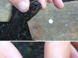 Jepretan Gemas Saat Hewan-hewan Marah