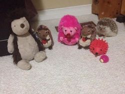 Jepretan Gemas Saat Hewan-hewan Marah