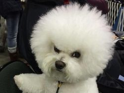 Jepretan Gemas Saat Hewan-hewan Marah