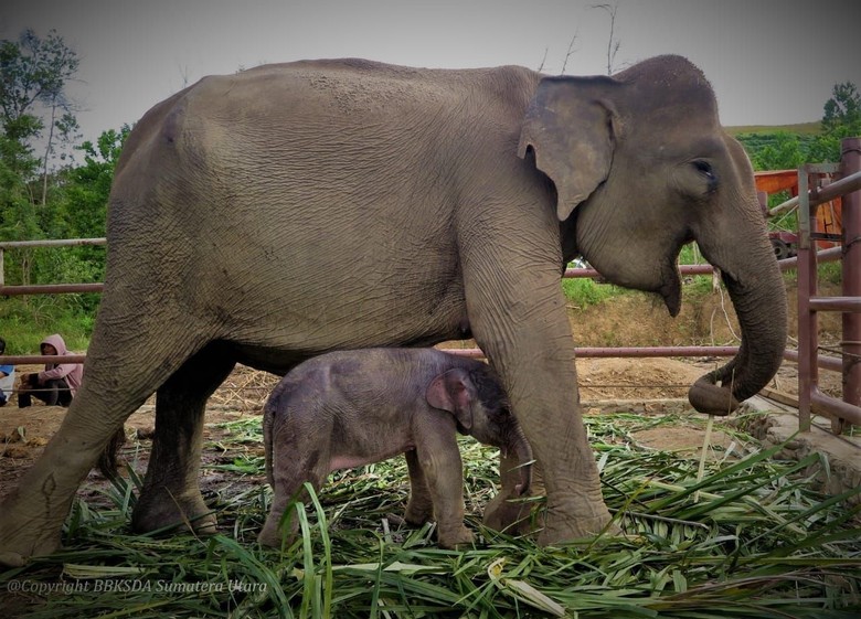 Unduh 660 Gambar Gajah Sumatera Dan Penjelasannya Paling Bagus Gratis