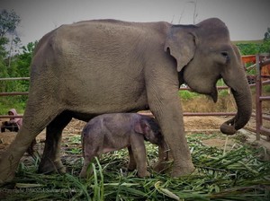 BBKSDA Riau dan 7 Perusahaan Sepakati Peningkatan Konservasi Gajah