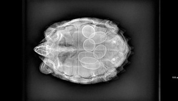 Penampakan dalam tubuh penyu saat hamil. (Foto: Brightside)