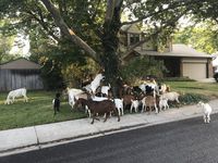 Gemas! 118 Kambing Ini Keliling Perumahan Untuk Makan Bersama
