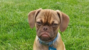 Ini ekspresi sedih atau marah ya? (Foto: Boredpanda)