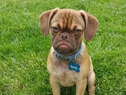 Jepretan Gemas Saat Hewan-hewan Marah