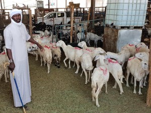 Menengok Pasar Kambing Tempat Bayar Dam di Kakiyah Mekah