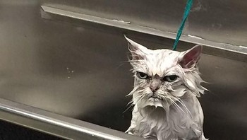 SI kucing yang setelah mandi sepertinya akan balas dendam. (Foto: Boredpanda)
