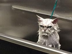 Jepretan Gemas Saat Hewan-hewan Marah