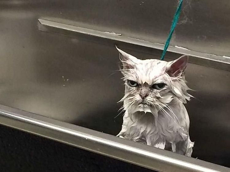 Jepretan Gemas Saat Hewan-hewan Marah