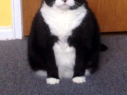 Jepretan Gemas Saat Hewan-hewan Marah